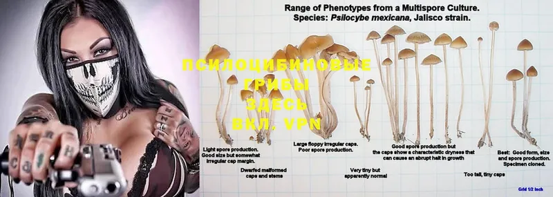 Галлюциногенные грибы Psilocybine cubensis  купить наркотик  Красный Сулин 